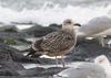 juvenile LBBG in September, ringed in Norway. (110895 bytes)
