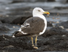 adult LBBG intermedius in September, ringed in Norway. (95609 bytes)