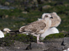 juvenile LBBG in September, ringed in Norway. (73485 bytes)