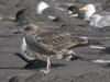 juvenile LBBG in September, ringed in Norway. (73485 bytes)