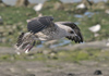 juvenile LBBG in September, ringed in Norway. (73485 bytes)