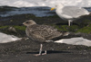 juvenile LBBG in September, ringed in Norway. (73485 bytes)