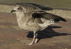 1cy argenteus in August, ringed in Belgium. (90559 bytes)