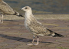 1cy argenteus in August, ringed in Belgium. (90559 bytes)