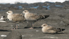1cy argenteus in August, ringed in Belgium. (90559 bytes)