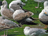 1cy argenteus in August, ringed in Belgium. (90559 bytes)