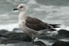 3cy graellsii in September, ringed in the Netherlands. (82981 bytes)