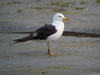 8242.jpg (73514 bytes)