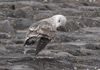 juvenile LBBG in September, ringed in Norway. (73485 bytes)