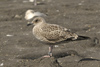 juvenile LBBG in September, ringed in Norway. (73485 bytes)