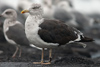 adult LBBG intermedius in September, ringed in Norway. (95609 bytes)