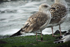 3cy graellsii in September, ringed in the Netherlands. (82981 bytes)