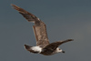 juvenile LBBG in September, ringed in Norway. (73485 bytes)