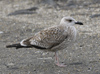 juvenile LBBG in October, ringed in Belgium. (119757 bytes)