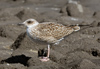 1cy LBBG, ringed in Belgium. (101631 bytes)