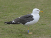 ad LBBG in October, ringed in the Netherlands. (60900 bytes)