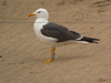 ad LBBG in October, ringed in the Netherlands. (60900 bytes)