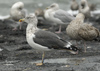 3cy graellsii in September, ringed in the Netherlands. (82981 bytes)