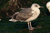 LBBG intermedius 2cy in September, ringed in Norway. (54830 bytes)