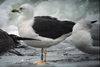 adult LBBG intermedius in September, ringed in Norway. (95609 bytes)