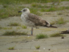 LBBG intermedius in August, ringed in Norway. (71012 bytes)
