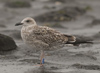 juvenile LBBG in October, ringed in Norway. (131273 bytes)