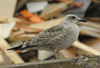 1cy argenteus in August, ringed in Belgium. (90559 bytes)