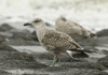 1cy argenteus in August, ringed in Belgium. (90559 bytes)