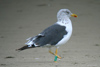 adult LBBG Dutch intergrade in September, ringed in the Netherlands. (80494 bytes)