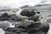 adult LBBG Dutch intergrade in September, ringed in the Netherlands. (80494 bytes)