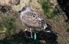 6835e163.jpg (110721 bytes)