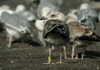 2cy intermedius in October, ringed in Norway. (97235 bytes)