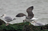 2cy intermedius in October, ringed in Norway. (97235 bytes)