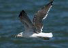 2cy intermedius in October, ringed in Norway. (97235 bytes)