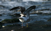 2cy intermedius in October, ringed in Norway. (97235 bytes)