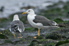 adult LBBG Dutch intergrade in September, ringed in the Netherlands. (85708 bytes)