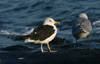 adult LBBG intermedius in September, ringed in Norway. (95609 bytes)