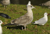 juvenile LBBG in October, ringed in the Netherlands. (111218 bytes)