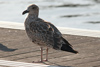 juvenile LBBG in October, ringed in the Netherlands. (111218 bytes)