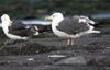 adult LBBG Dutch intergrade in September, ringed in the Netherlands. (85708 bytes)