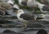 adult LBBG Dutch intergrade in September, ringed in the Netherlands. (80008 bytes)