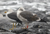 2cy intermedius in October, ringed in Norway. (97235 bytes)