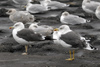 adult intermedius lbbg in October, ringed in Sweden. (102169 bytes)