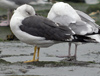 adult LBBG intermedius in September, ringed in Sweden. (64709 bytes)