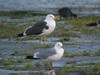 ad LBBG in August, ringed in the Netherlands. (57118 bytes)