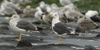 adult LBBG Dutch intergrade in September, ringed in the Netherlands. (85708 bytes)