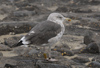 2cy intermedius in October, ringed in Norway. (97235 bytes)