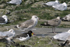 2cy intermedius in October, ringed in Norway. (97235 bytes)