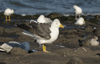 adult LBBG Dutch intergrade in September, ringed in the Netherlands. (85708 bytes)