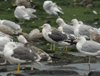 adult LBBG Dutch intergrade in September, ringed in the Netherlands. (85708 bytes)